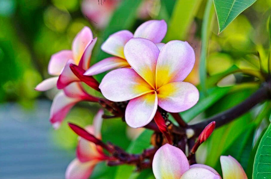 Brisbane Botanic Gardens